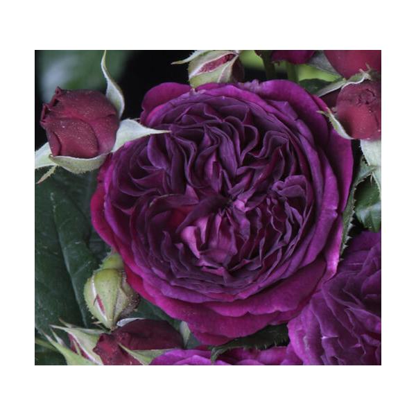 PURPLE LODGE ® Ora2437